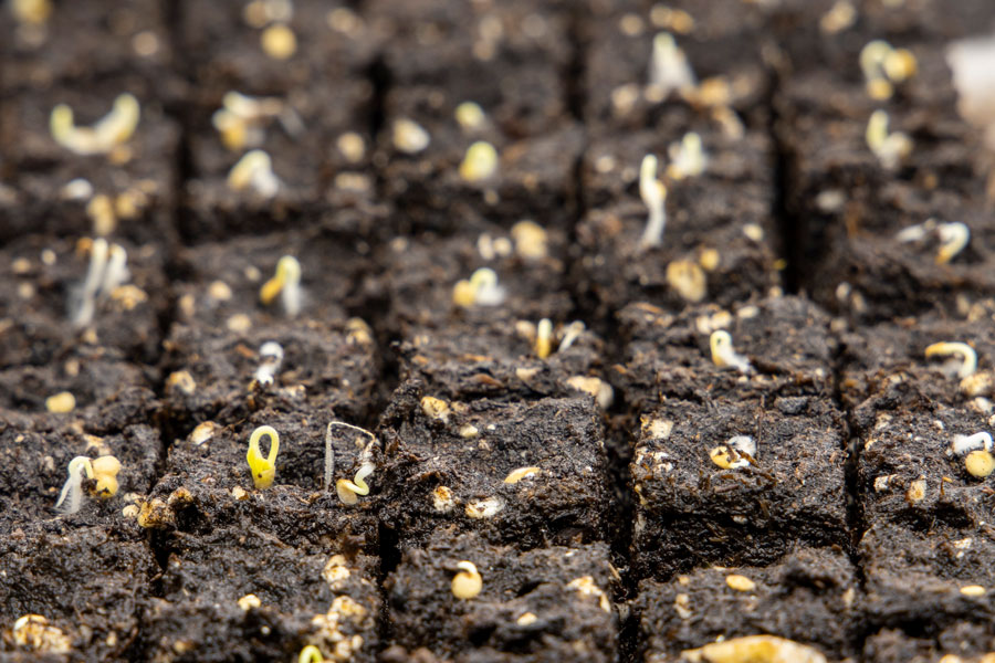 Rows of soil blocks with a variety of seedlings beginning to come through the soil.