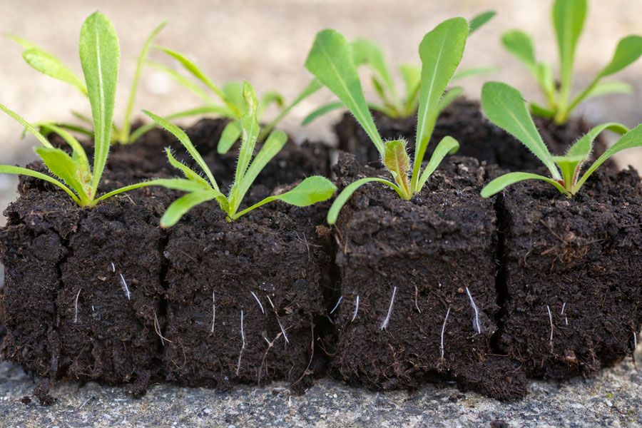 Soil blocks placed on the ground with sprouts coming through them