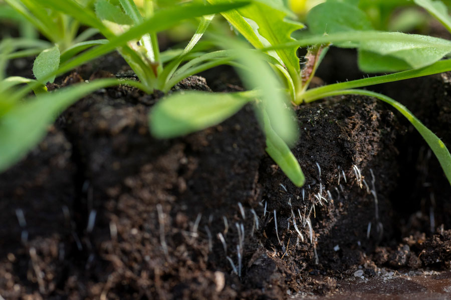 Close up of a soil block with sprouts and roots poking through the soil