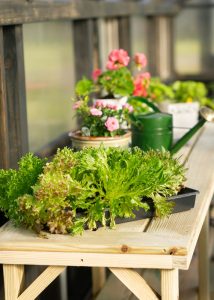 Lettuce resting in a tray that's sitting on top of a Yoderbilt gardening table.