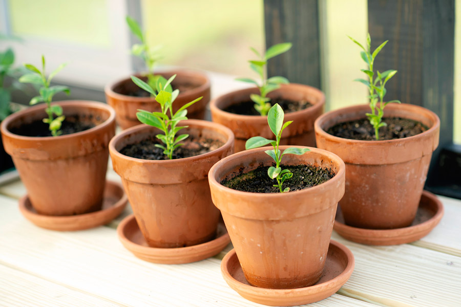 Pots inside of a 8x12 Yoderbilt Legacy Greenhouse