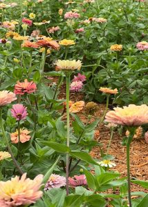 Beautiful Zinnias growing in a garden