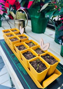 Herbs growing in a yellow planter.