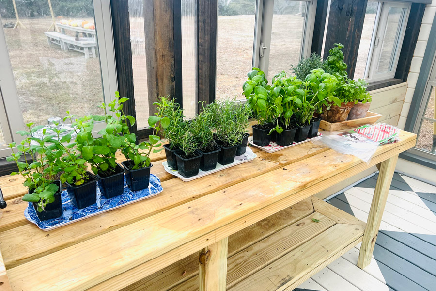 Herbs placed on top of a gardening table inside of a Yoderbilt Greenhouse.