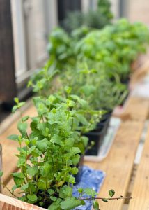 Herbs planted inside of a Yoderbilt Greenhouse.