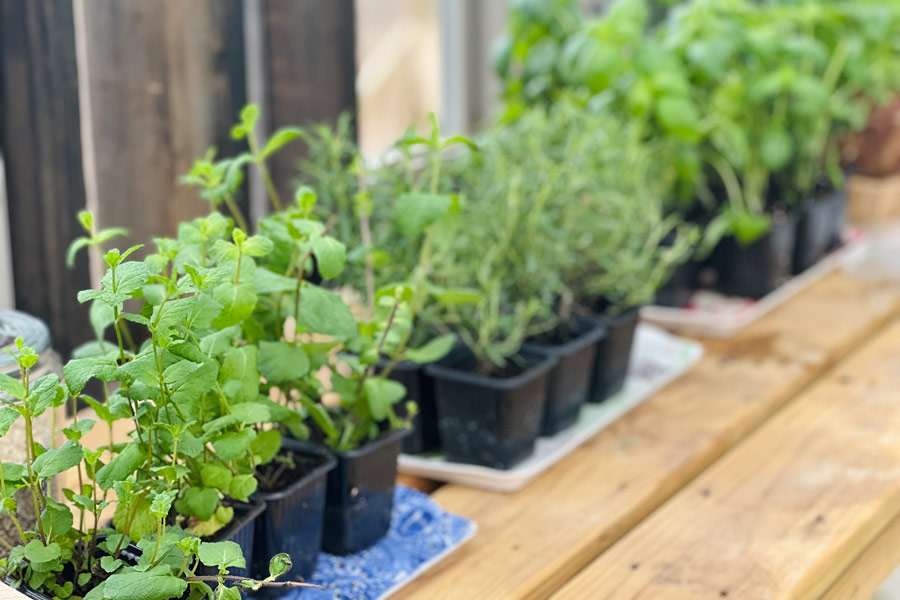 Herbs lined up inside of a Yoderbilt Greenhouse.