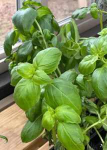 Basil planted inside of a Yoderbilt Greenhouse.