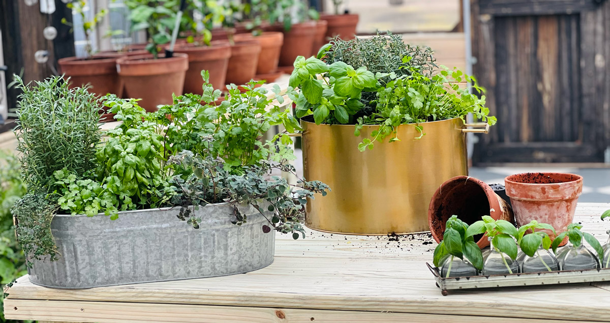 A variety of herbs being grown inside of a Yoderbilt Greenhouse.