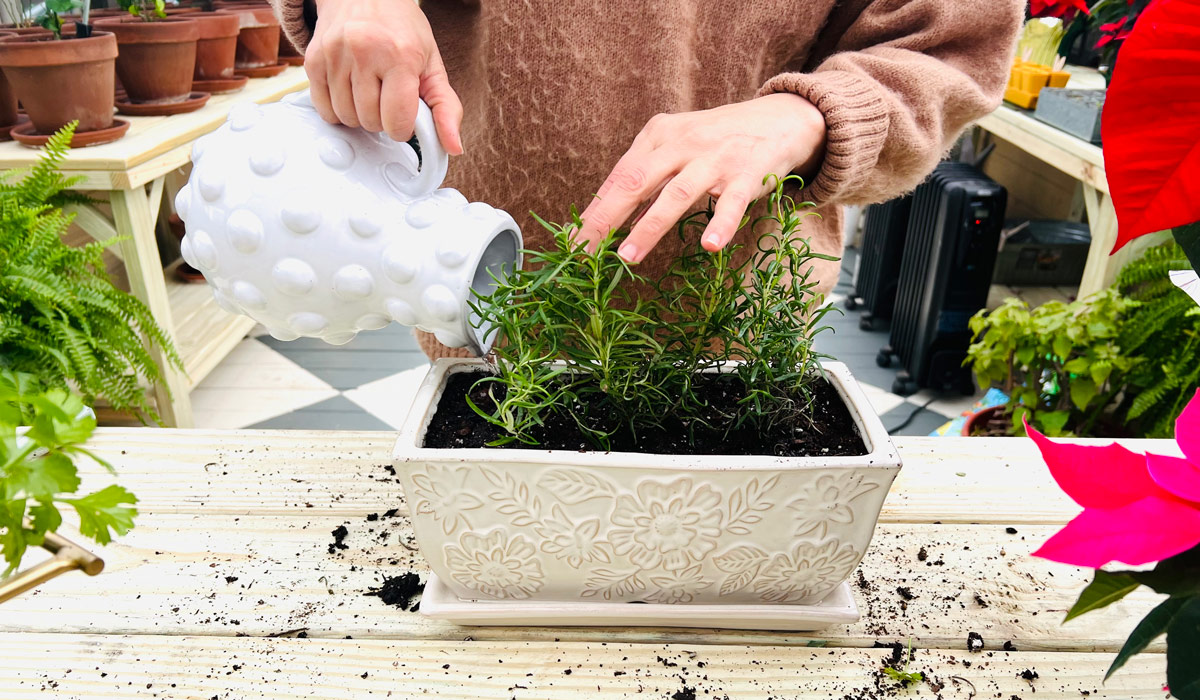 Angela Yoder watering herbs inside of a Yoderbilt Greenhouse.