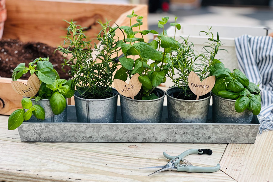 Herbs growing in a Yoderbilt Greenhouse.
