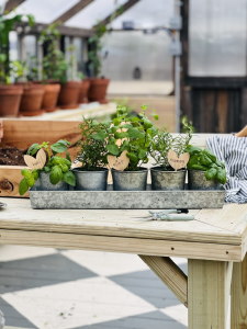 A group of herbs in steel pots planted in a Yoderbilt Greenhouse.