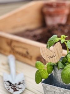 A basil plant sitting on a gardening table inside of a Yoderbilt Greenhouse.