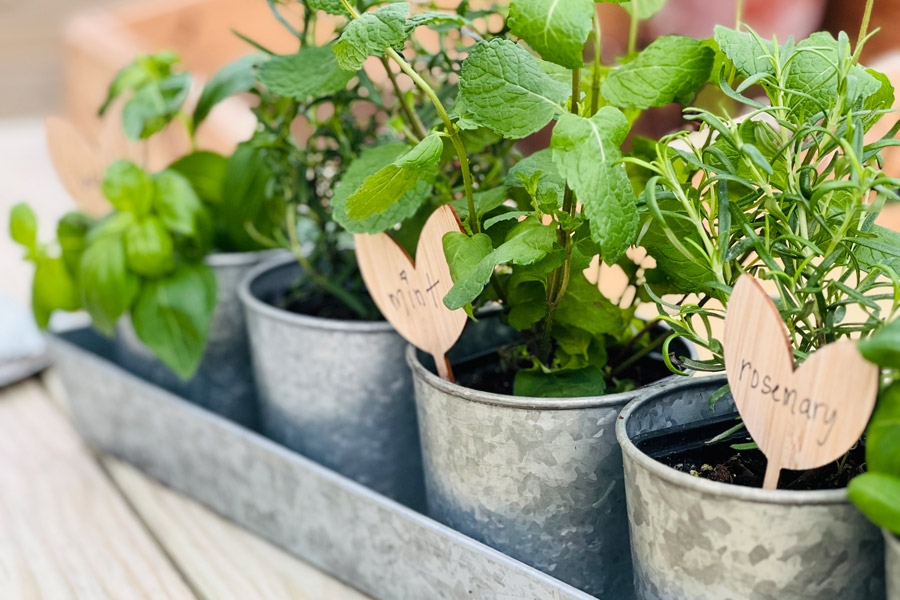 An up close shot of mint and oregano plant in steel gardening pots inside of a Yoderbilt Greenhouse.