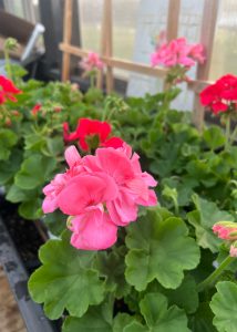 A pink geranium blossoming inside of a Yoderbilt greenhouse.