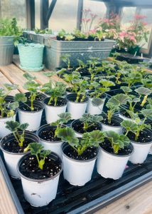 Geraniums planted in various pots inside of a Yoderbilt Greenhouse.