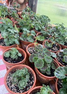 Geranium blooms planted inside of various terracotta clay pots.