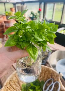 Propagated herb cuttings in a small glass vase.