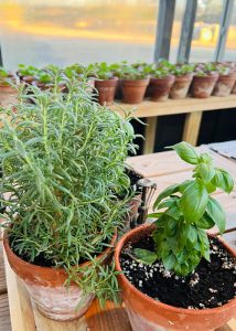 Close up of herbs in terracotta pots inside of a Yoderbilt Greenhouse.