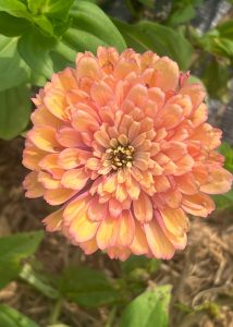 A vibrant yellow zinnia flower with strokes of pink and orange