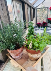 Cilantro growing inside of a Yoderbilt Greenhouse.