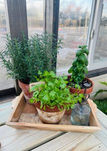 Cilantro, Basical and rosemary growing inside of a Yoderbilt Greenhouse.