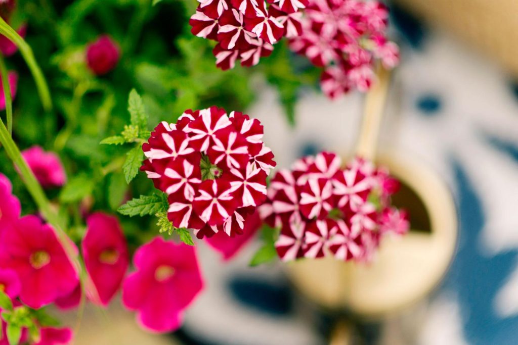 A close up of red and white flowers in a yoderbilt greenhouse.