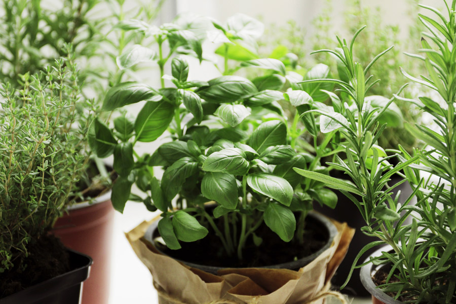 Fresh green herbs inside planted in a pot