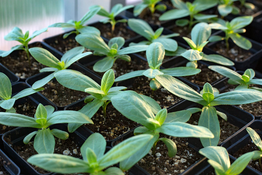 Zinnia flower seedlings in flat gardening pots