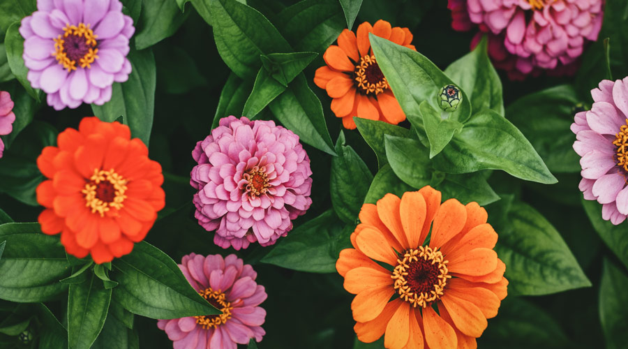 Pink and orange zinnia blooms