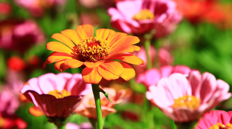 Zinnia flowers blooming in the garden at a sunny day