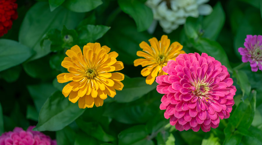 Glancing down at colorful zinnia blossoms in a garden bed in summer