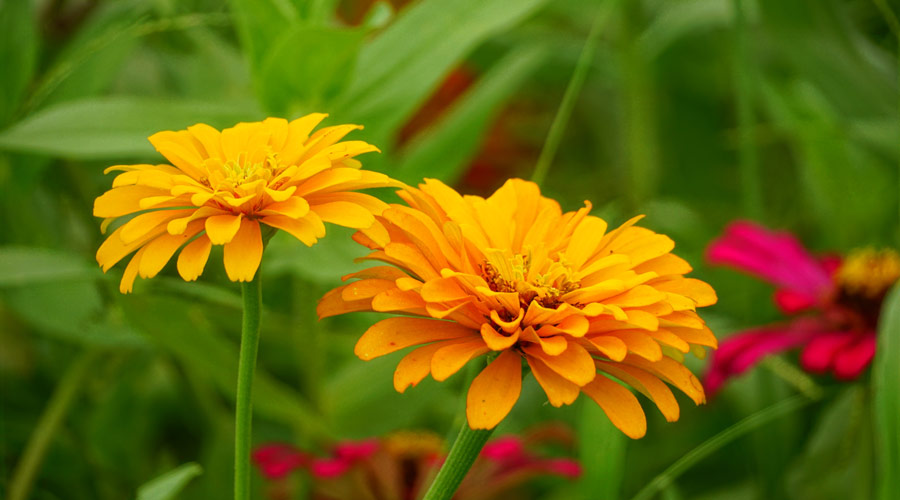 Close-up of Zinnia elegans flowers blooming in the field