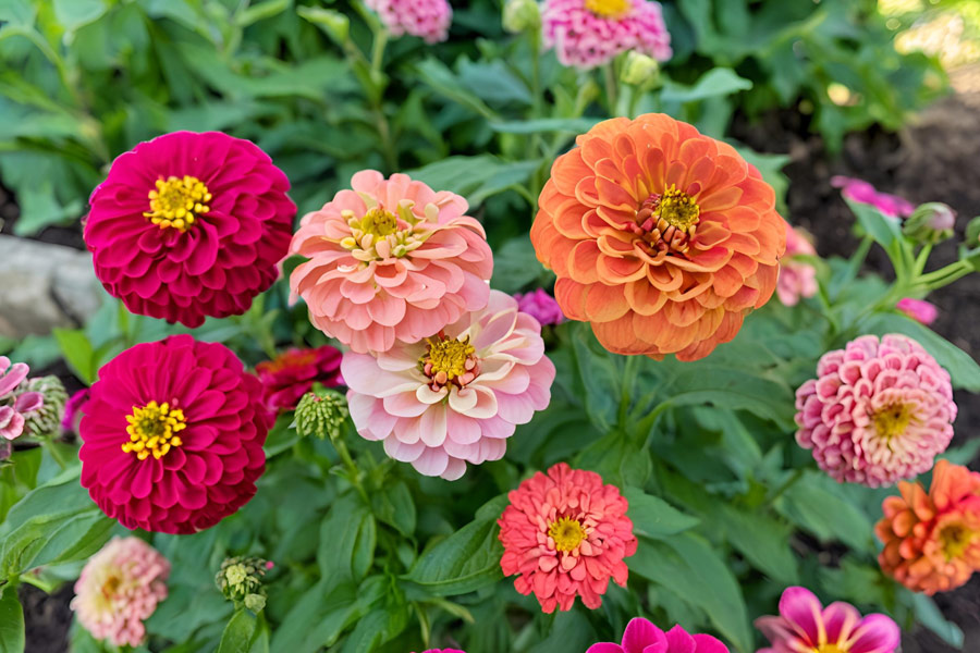 Radiant Zinnias Add a Splash of Color to a Serene Garden Setting