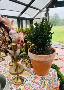 A small, dark green lush topiary