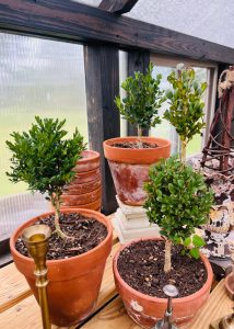 A variety of topiaries in clay pots