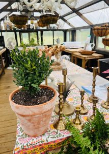 A single topiary in a weathered terracotta pot