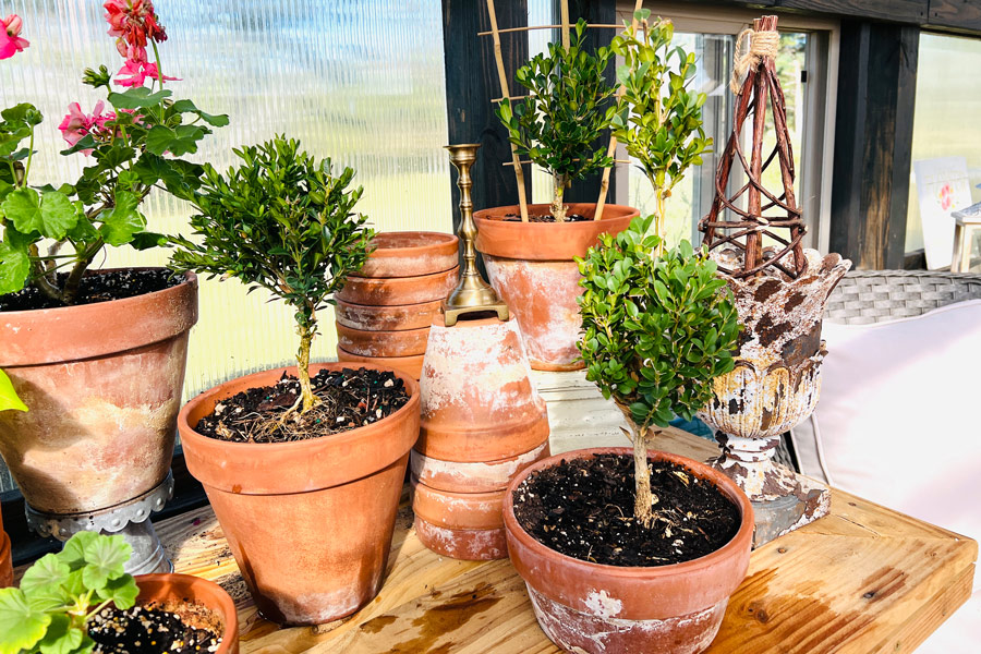 Variety of topiaries sitting on a garden table inside of a Yoderbilt greenhouse