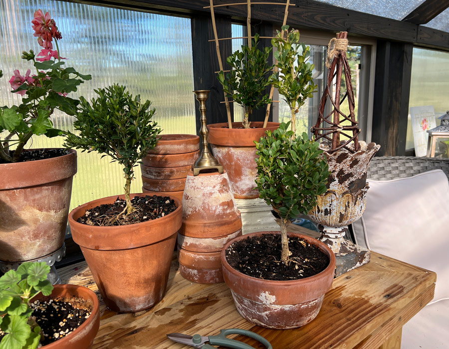 Topiaries resting on a gardening table inside of a Yoderbilt greenhouse