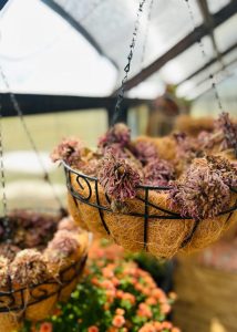 Pink Zinnias in a hanging basket in a greenhouse.