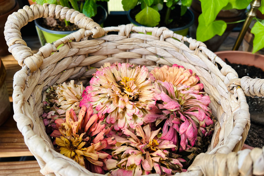 A woven basket filled with zinnia cuttings