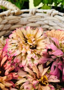 Beautiful pink, white, and yellow zinnias in a woven basket