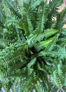 Close up of a fern plant.