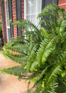 Close up of a fern plant on the porch of a house.