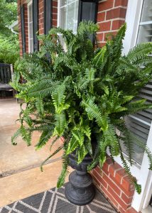 Vibrant fern plant after epsom salt soak