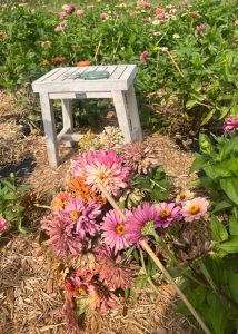 A wooden stool placed in a zinnia garden