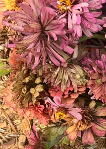 Close up of a variety of pink, orange, and yellow zinnias