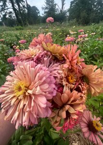 A woman holding colorful zinnias in a garden