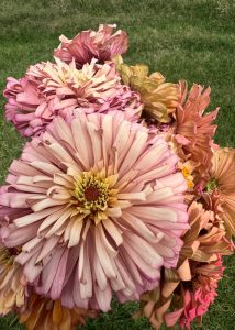 Pink zinnias outside in a field