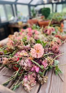 A variety of zinnia stems sitting on top of gardening table