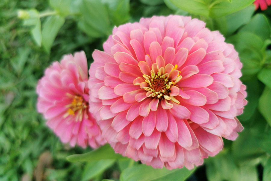 Zinnia​ with​ flowers​ in​ many​ color​s​ such​ as​ pink, white, and orange